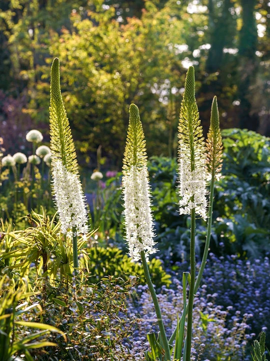 Eremurus himalaicus (DB)