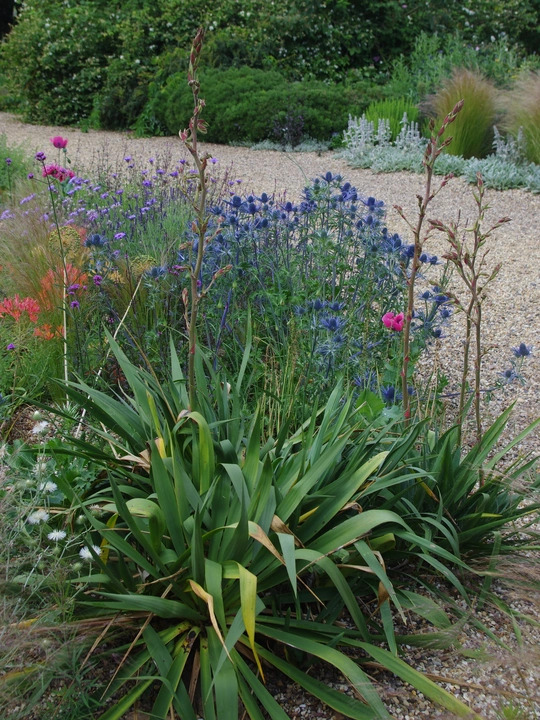 Yucca filamentosa