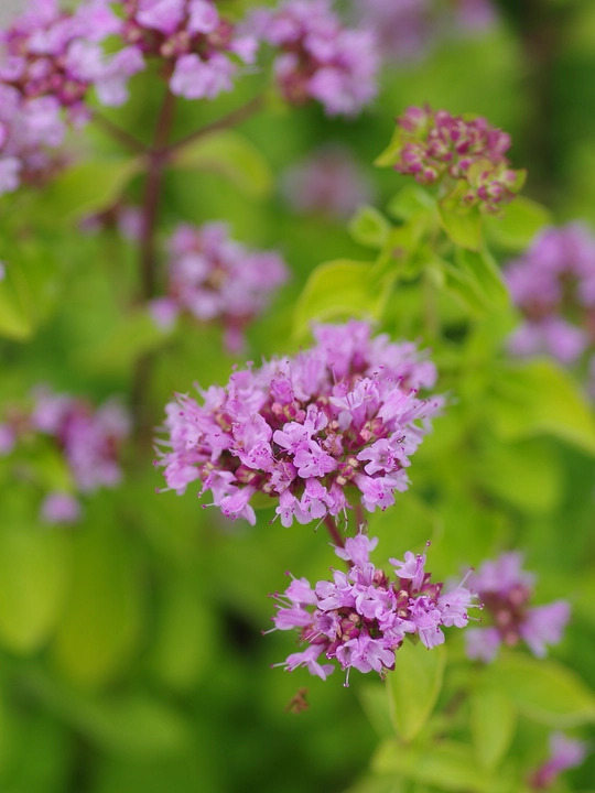 Origanum vulgare 'Pink Thumbles'