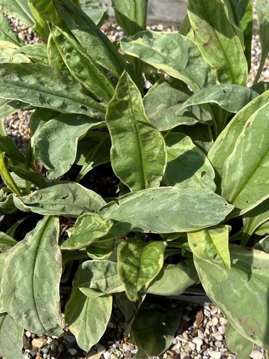Pulmonaria 'Gavin Compton'