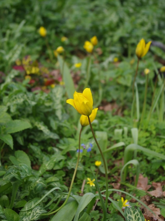 Tulipa sylvestris (5xDB)