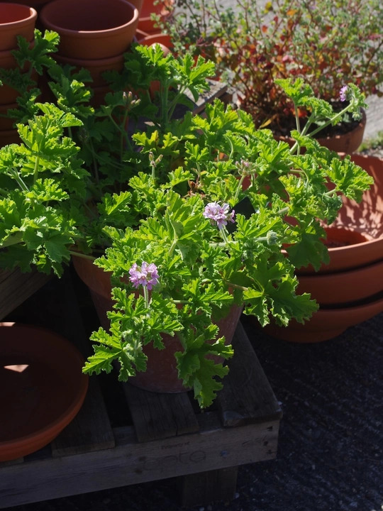 Pelargonium 'Attar of Roses'