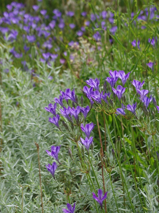 Triteleia laxa
