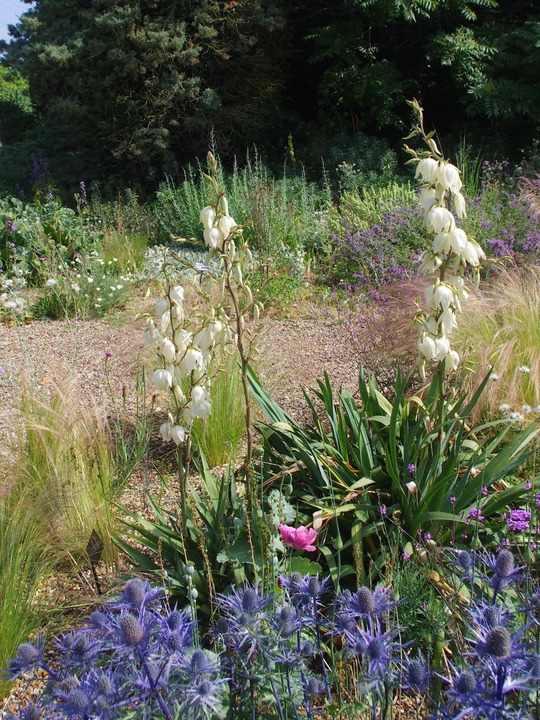 Yucca filamentosa