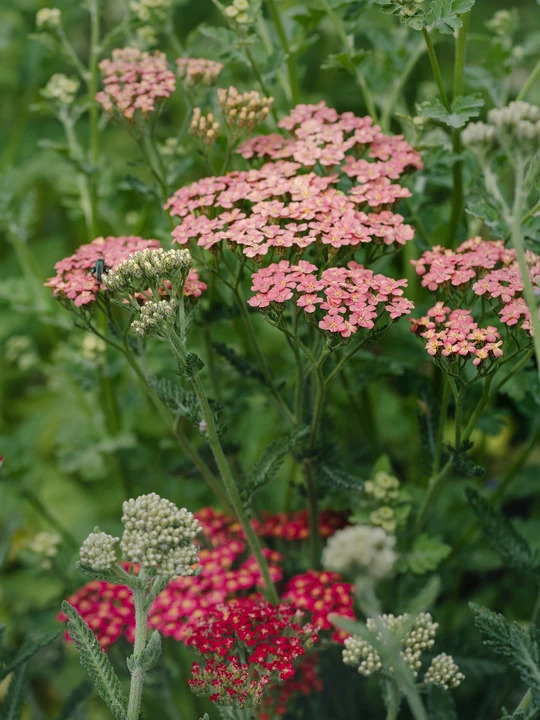 Achillea 'Fanal'