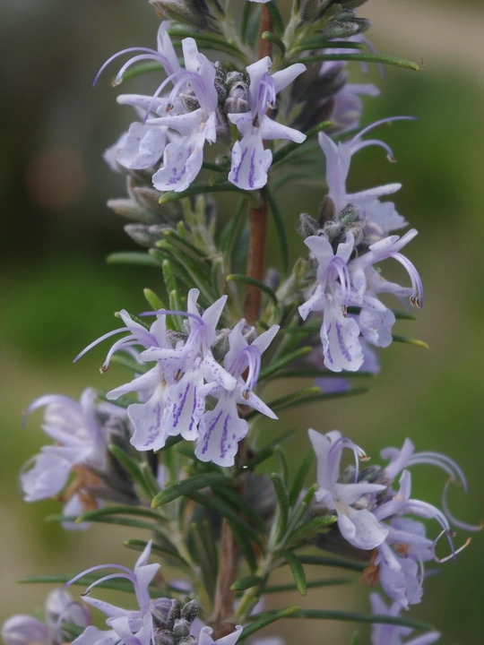 Salvia rosmarinus 'Miss Jessopp's Upright'