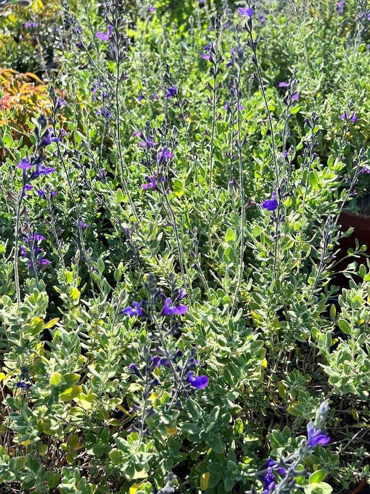 Salvia 'Fannette'