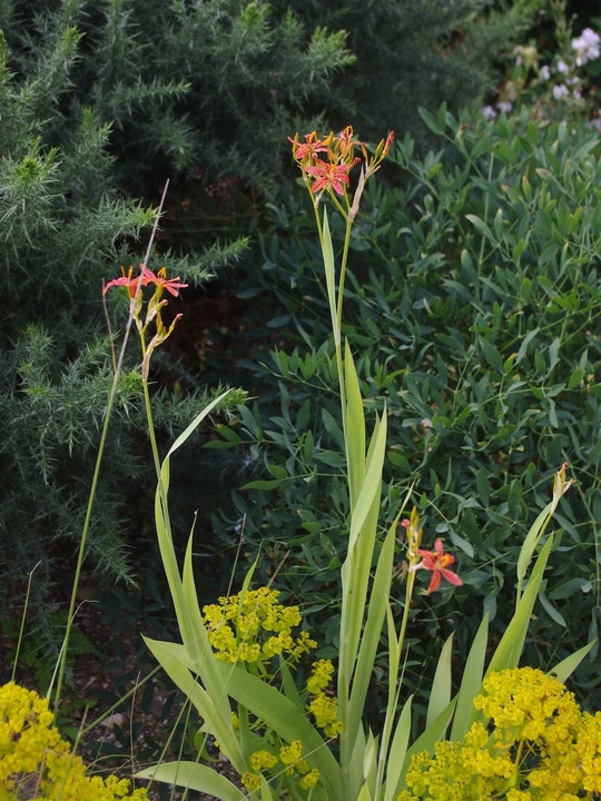 Iris domestica