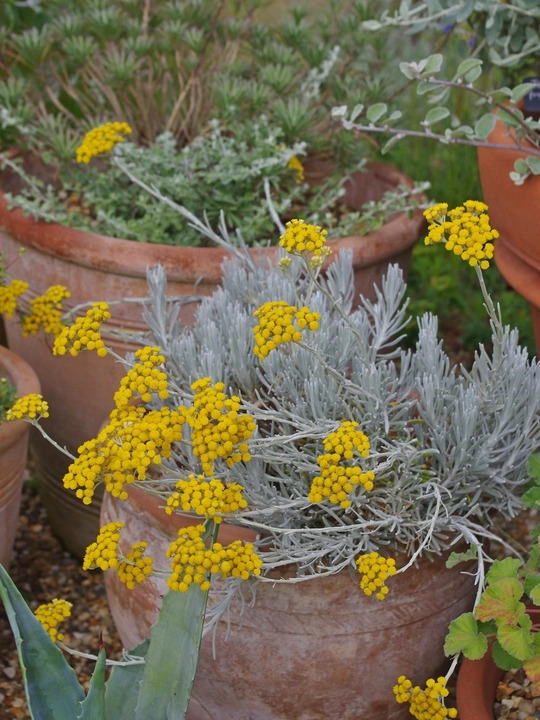 Helichrysum stoechas 'White Barn'