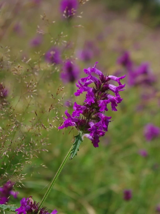 Betonica officinalis