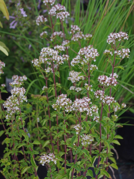 Origanum laevigatum ex Chatto White Herrenhausen
