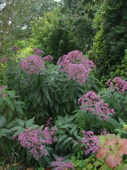 Eutrochium maculatum (Atropurpureum Group) 'Riesenschirm'