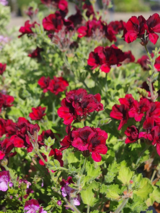 Pelargonium 'Voodoo'
