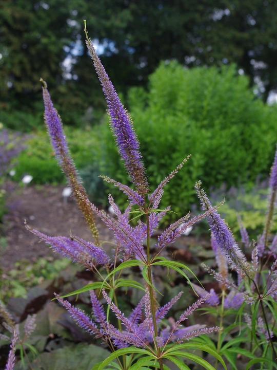 Veronicastrum sibiricum