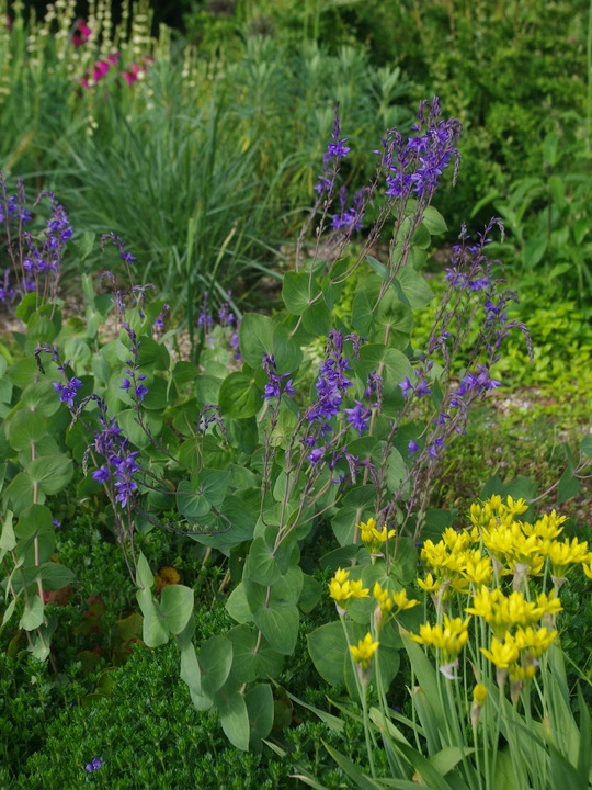 Veronica perfoliata
