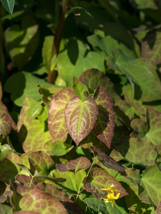 Epimedium x perralchicum 'Fr&ouml;hnleiten'