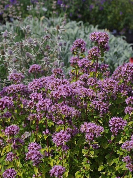 Origanum vulgare 'Pink Thumbles'