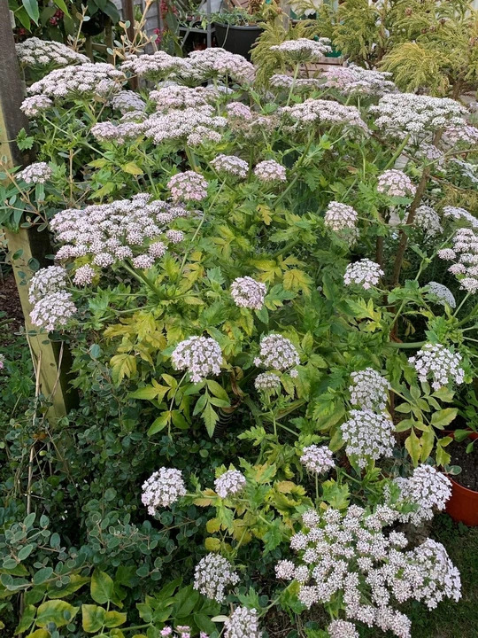Melanoselinum decipiens