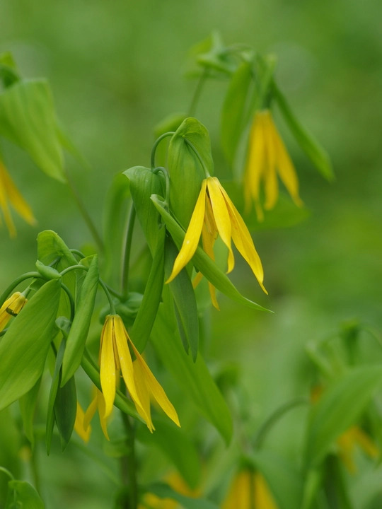 Uvularia grandiflora