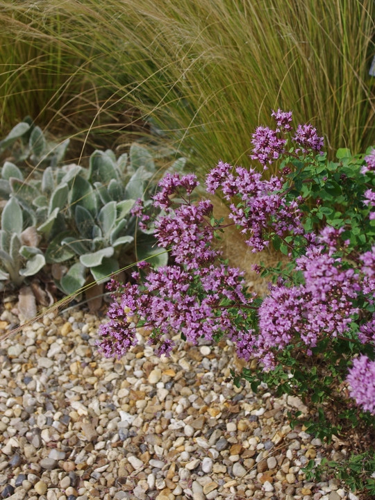 Origanum laevigatum 'Herrenhausen'
