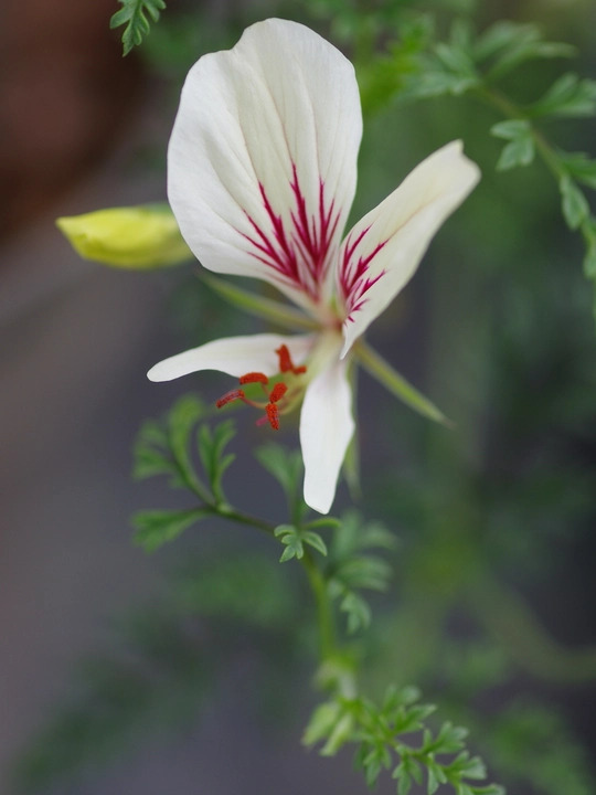 Pelargonium longicaule