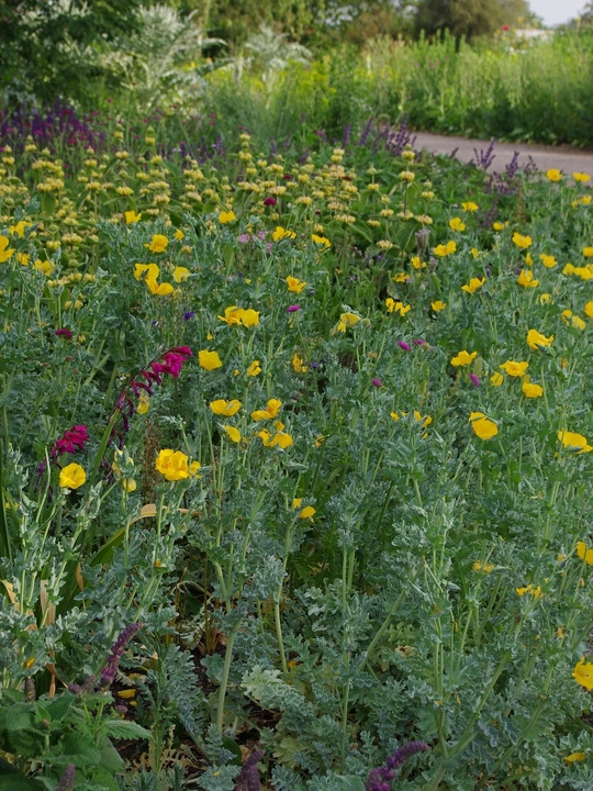 Glaucium flavum