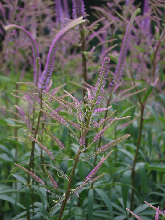 Veronicastrum virginicum 'Fascination'