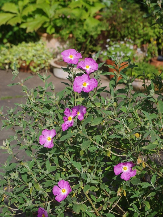 Cistus x argenteus 'Peggy Sammons'