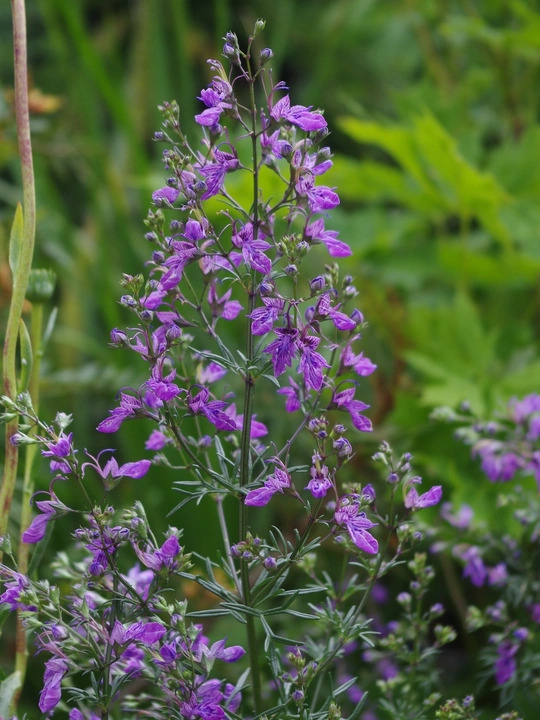 Teucrium orientale