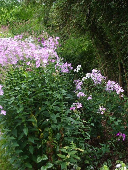 Phlox paniculata mixed