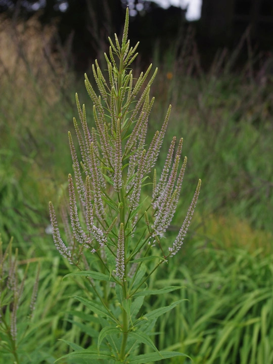 Veronicastrum virginicum