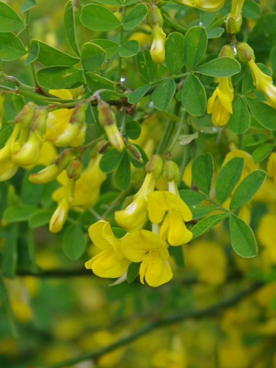 Hippocrepis emerus