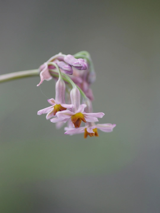 Tulbaghia 'Hazel'