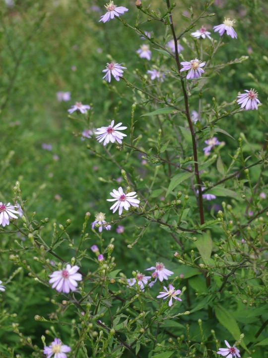 Symphyotrichum 'Primrose Path'