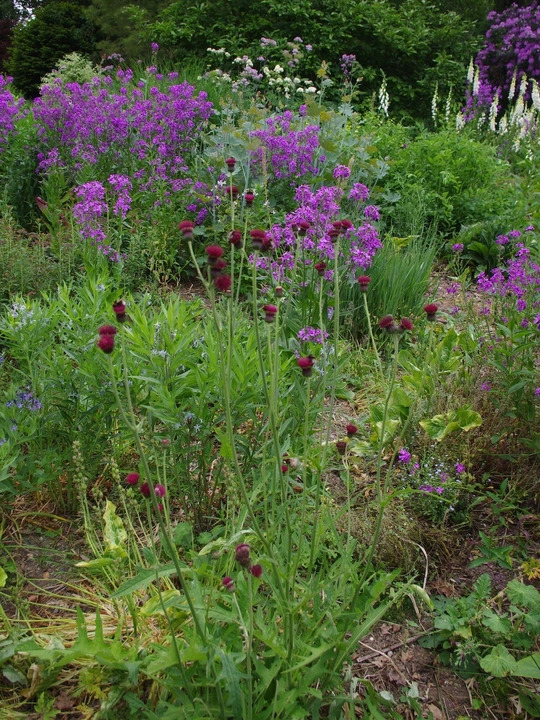 Cirsium rivulare 'Atropurpureum'