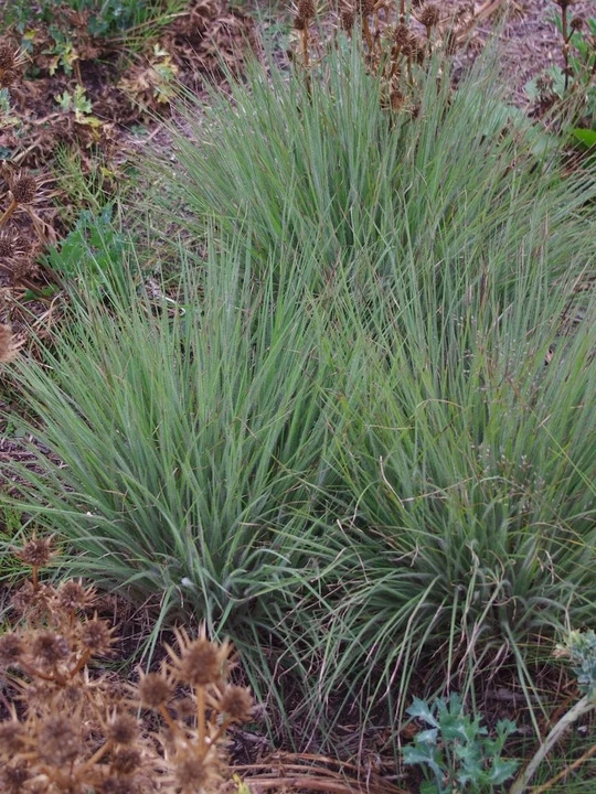 Schizachyrium scoparium