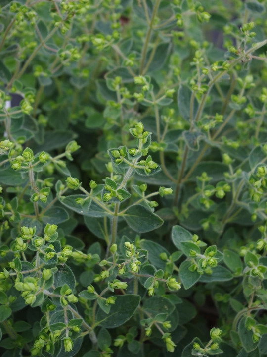 Origanum 'Jekka's Spice'