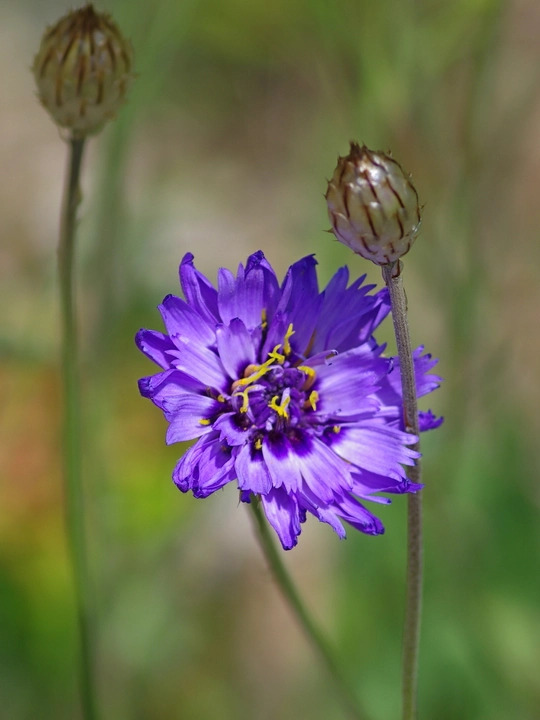 Catananche caerulea