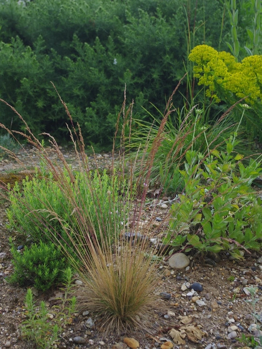 Festuca amethystina