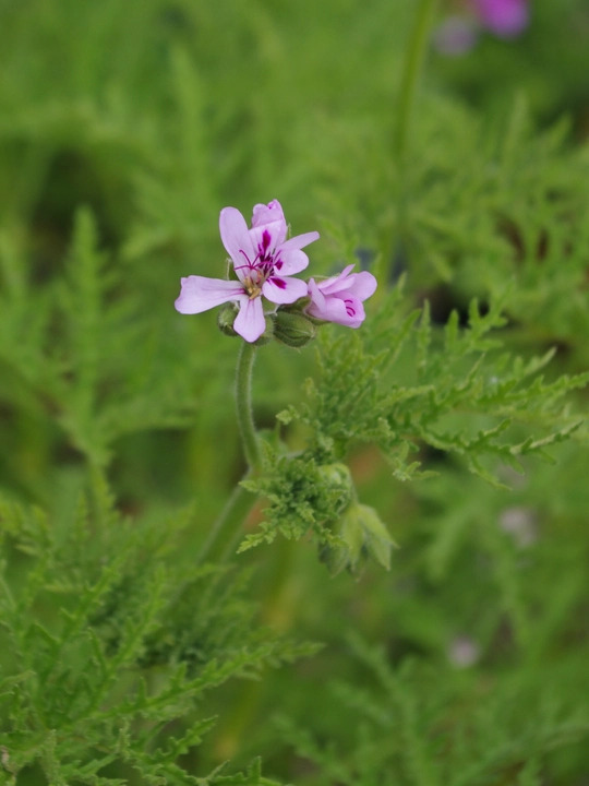 Pelargonium denticulatum 'Filicifolium'