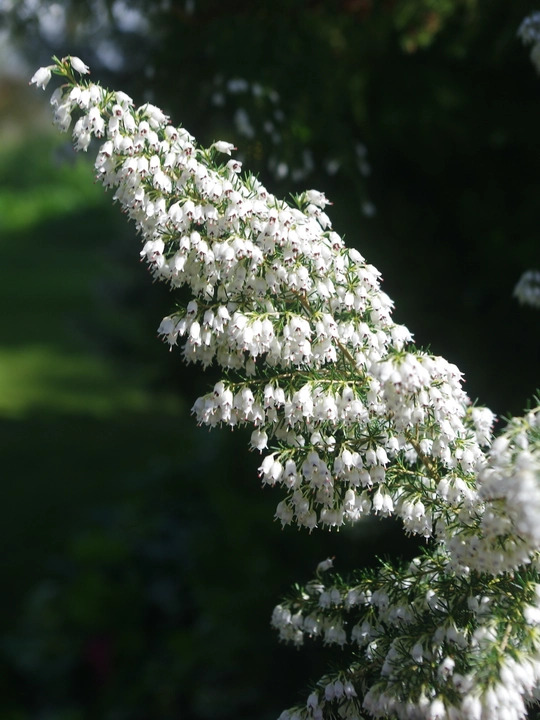 Erica arborea