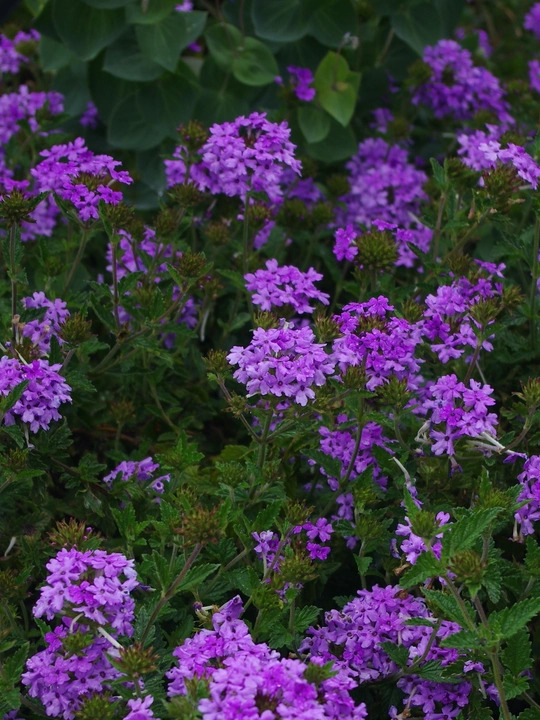 Glandularia 'La France'