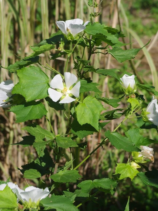 Kitaibela vitifolia