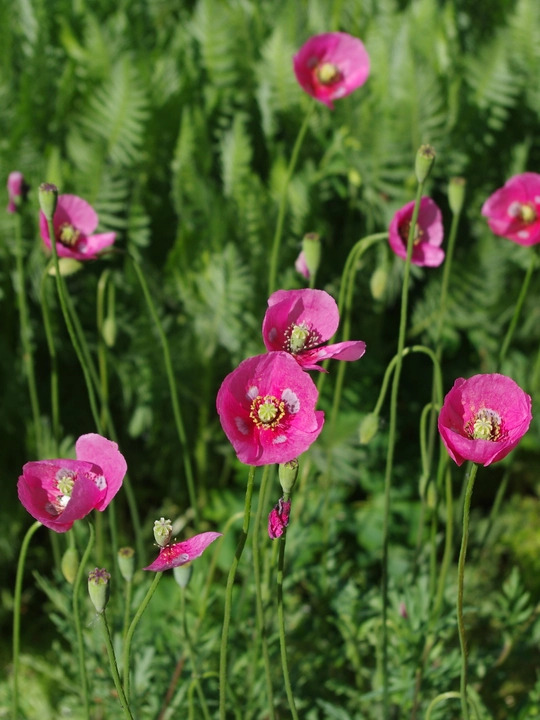 Papaver dubium subsp. lecoqii 'Albiflorum'