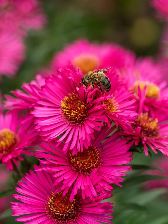 Symphyotrichum novae-angliae 'Andenken an Alma P&ouml;tschke'