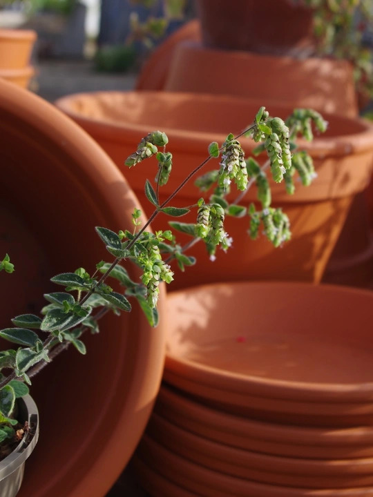 Origanum 'Jekka's Spice'