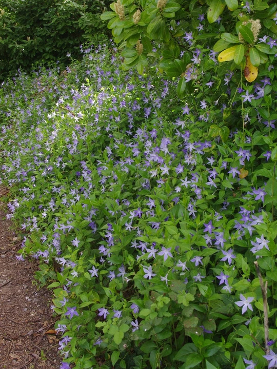 Vinca difformis subsp. sardoa