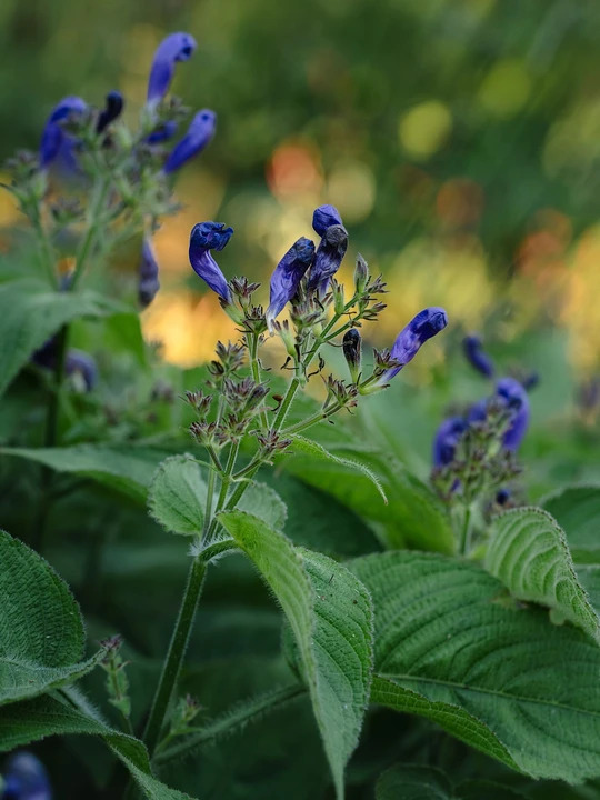 Strobilanthes atropurpurea