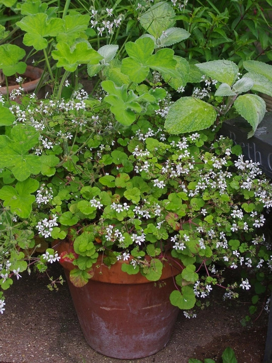 Pelargonium australe