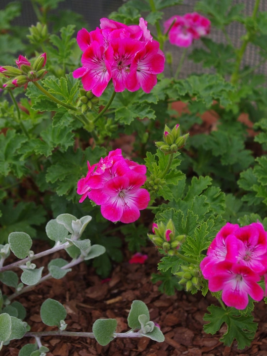 Pelargonium 'Paton's Unique' 